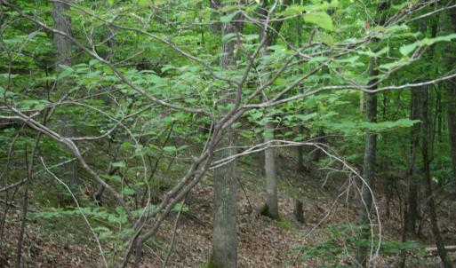 Photo #6 of 20 HIGH VALLEY SOUTH, MONTEREY, VA 5.0 acres