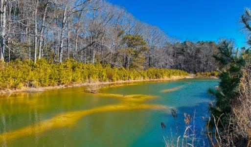 Waterfowl Pond