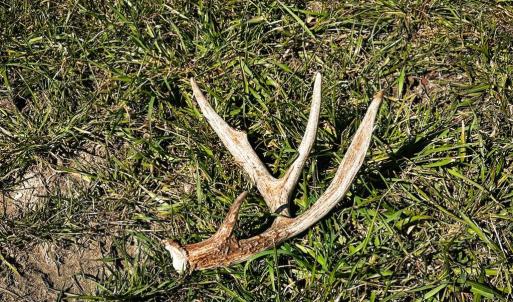 Deer Antler Shed Found in Food Plot