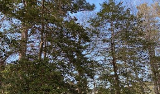 Photo #5 of 1 CHURCH NECK RD, MACHIPONGO, VA 1.2 acres