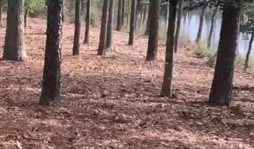 Photo #3 of Lot 29 OLDE MILL LANE, NEW CHURCH, VA 44.0 acres