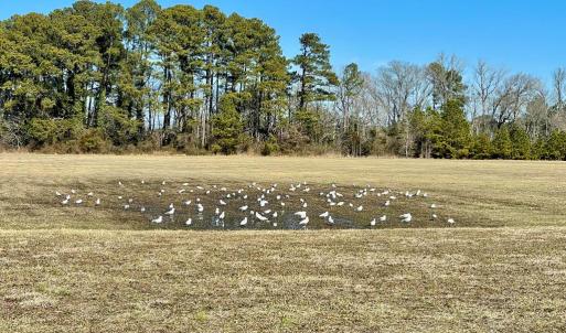 Photo #16 of Lot 34 PITTS CREEK RD, NEW CHURCH, VA 8.2 acres