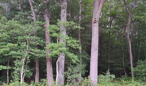 Photo #25 of Lot 34 PITTS CREEK RD, NEW CHURCH, VA 8.2 acres