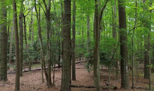 Photo #5 of Lot 128 OCTOPUS, GREENBACKVILLE, VA 0.3 acres