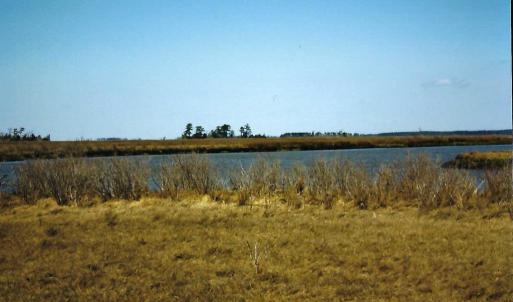 Photo #6 of Parcel B MUDDY CREEK RD, BLOXOM, VA 184.0 acres