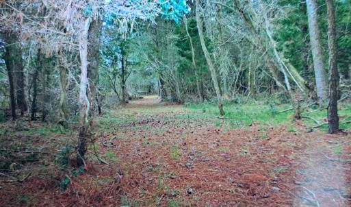 Photo #11 of Parcel B MUDDY CREEK RD, BLOXOM, VA 184.0 acres