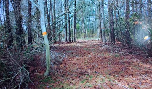Photo #13 of Parcel B MUDDY CREEK RD, BLOXOM, VA 184.0 acres