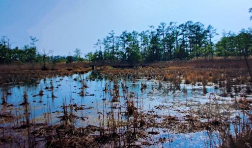 Photo #14 of Parcel B MUDDY CREEK RD, BLOXOM, VA 184.0 acres