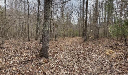Photo #5 of 70-131 ESTALINE VALLEY RD, CRAIGSVILLE, VA 36.9 acres