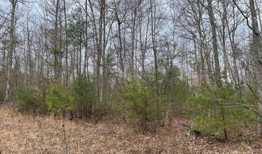 Photo #7 of 70-131 ESTALINE VALLEY RD, CRAIGSVILLE, VA 36.9 acres
