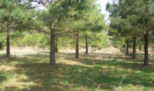 Photo #4 of BELLEVUE CIR, ACCOMAC, VA 15.6 acres