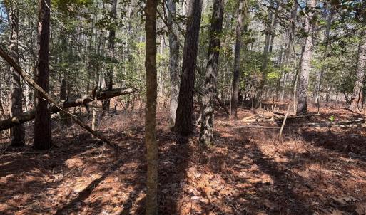 Photo #3 of Lot 1897 BUCCANEER BLVD, GREENBACKVILLE, VA 14.0 acres