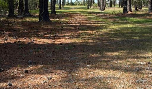 Photo #12 of 21302 WISE POINT LN, ONANCOCK, VA 22.4 acres