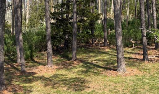 Photo #40 of 21302 WISE POINT LN, ONANCOCK, VA 22.4 acres