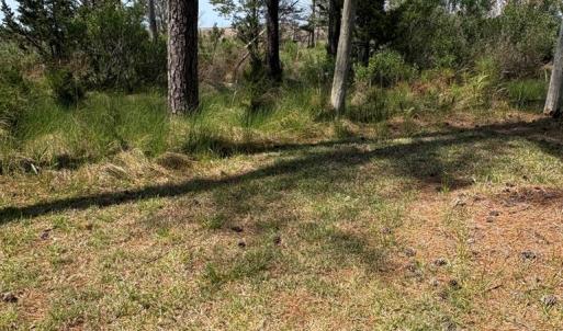 Photo #50 of 21302 WISE POINT LN, ONANCOCK, VA 22.4 acres