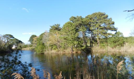 Photo #16 of lot 6 BARLOW CREEK LN., EASTVILLE, VA 6.9 acres