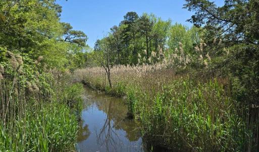 Photo #2 of GUILFORD RD, BLOXOM, VA 20.5 acres