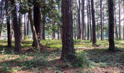 Photo #12 of A6B WHITE TAIL LANE, MACHIPONGO, VA 2.5 acres