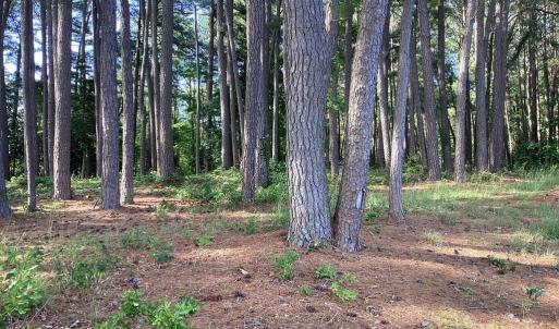 Photo #41 of A6B WHITE TAIL LANE, MACHIPONGO, VA 2.5 acres