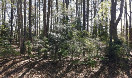 Photo #5 of 146 CAPTAINS CORRIDOR, GREENBACKVILLE, VA 76.0 acres