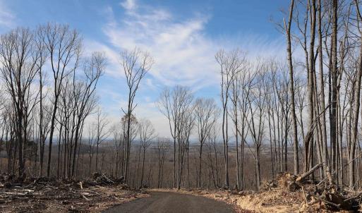 Photo #11 of TBD CALF MOUNTAIN RD, WAYNESBORO, VA 76.0 acres