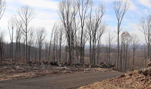 Photo #5 of TBD CALF MOUNTAIN RD, WAYNESBORO, VA 90.0 acres