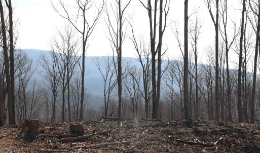 Photo #9 of TBD CALF MOUNTAIN RD, WAYNESBORO, VA 90.0 acres