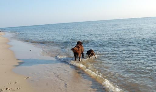 Photo #37 of 12A SAND HILL DR, CAPE CHARLES, VA 2.1 acres