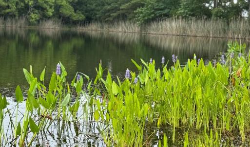 Photo #9 of 74 CREEKSIDE LN, CAPE CHARLES, VA 0.5 acres