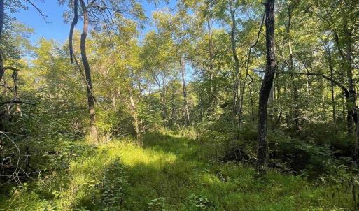 Photo #4 of TBD STONY POINT PASS, KESWICK, VA 56.5 acres