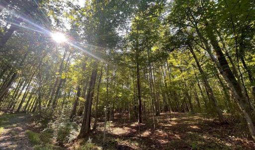 Photo #5 of TBD STONY POINT PASS, KESWICK, VA 56.5 acres