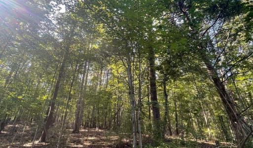 Photo #6 of TBD STONY POINT PASS, KESWICK, VA 56.5 acres