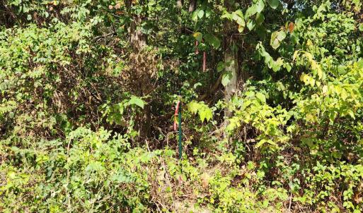 Photo #23 of MILL RACE RD, VERONA, VA 6.9 acres