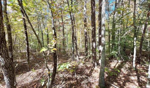 Photo #6 of THREE NOTCH RD, LOUISA, VA 14.9 acres