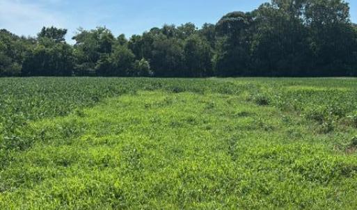 Photo #17 of 8T HUNGARS POINT, MACHIPONGO, VA 8.1 acres