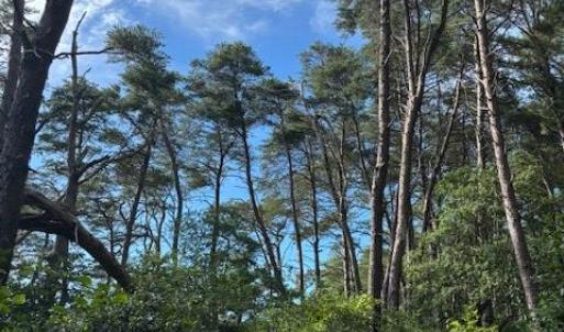 Mature trees on partially wooded property
