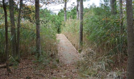 Photo #7 of 20 OYSTER RUN LANE, EASTVILLE, VA 713.0 acres