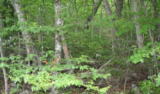 Photo #3 of HIGH VALLEY SOUTH, MONTEREY, VA 5.0 acres