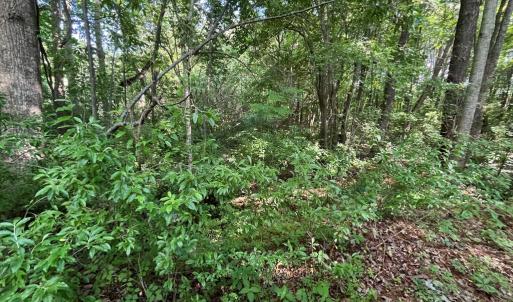 Photo #20 of N/A CHINCOTEAGUE RD, WALLOPS ISLAND, VA 51.0 acres