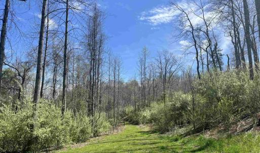 Photo #8 of 0 WILLOW BRANCH LN, FABER, VA 17.2 acres