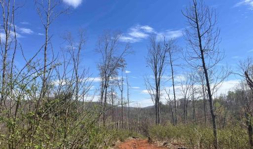 Photo #4 of 0 WILLOW BRANCH LN, FABER, VA 17.2 acres