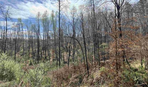 Photo #5 of 0 WILLOW BRANCH LN, FABER, VA 17.2 acres