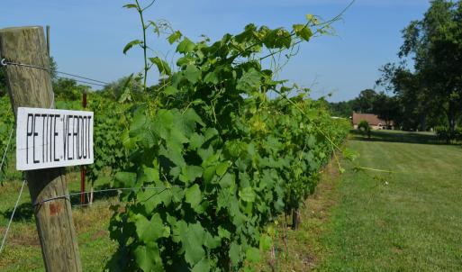 Photo #10 of 5609 COURTHOUSE RD, SPOTSYLVANIA, VA 40.0 acres