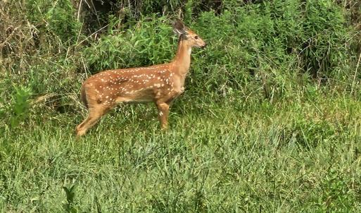 Photo #21 of 4 CROWN RIDGE BERRY FARM RD, STAUNTON, VA 9.1 acres