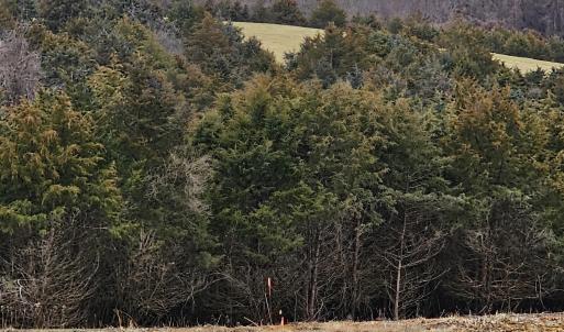Photo #37 of 4 CROWN RIDGE BERRY FARM RD, STAUNTON, VA 9.1 acres