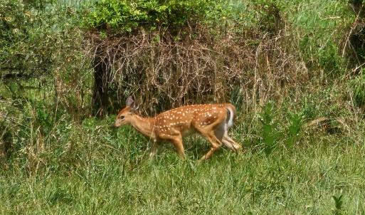 Photo #12 of 4 CROWN RIDGE BERRY FARM RD, STAUNTON, VA 9.1 acres