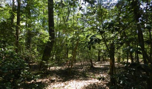 Photo #3 of Lot 13 WILSONIA SHORES DR, MACHIPONGO, VA 1.2 acres