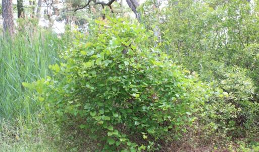 Photo #11 of 7300 OAK RIDGE PL, CHINCOTEAGUE, VA 130,680.0 acres