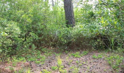 Photo #12 of 7300 OAK RIDGE PL, CHINCOTEAGUE, VA 130,680.0 acres