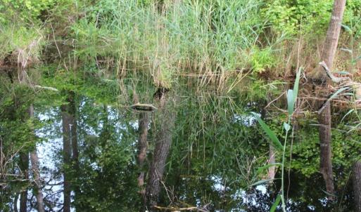 Photo #5 of 7300 OAK RIDGE PL, CHINCOTEAGUE, VA 130,680.0 acres